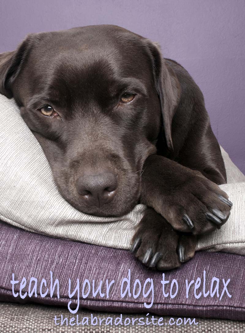 find out how to relax a dog