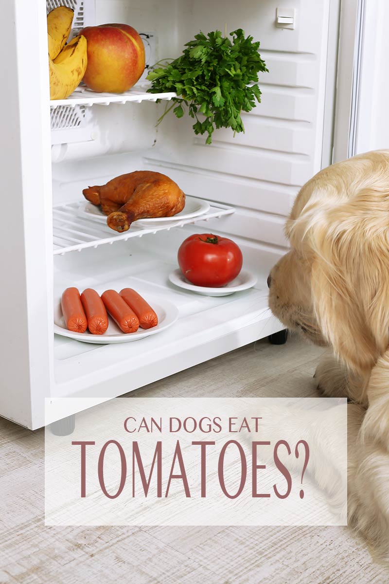 In Can Dogs Eat Tomatoes we look at the benefits and risks of feeding this popular salad vegetable to our dogs