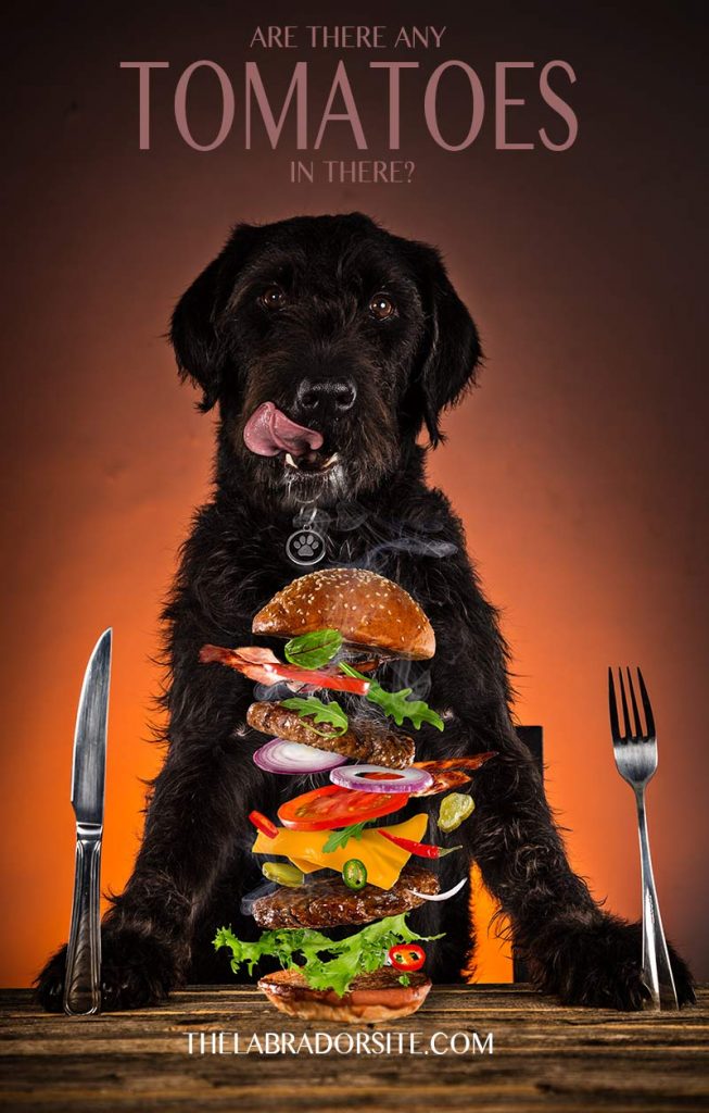 Can Dogs Eat Tomatoes? Ripe and Red vs Unripe and Green