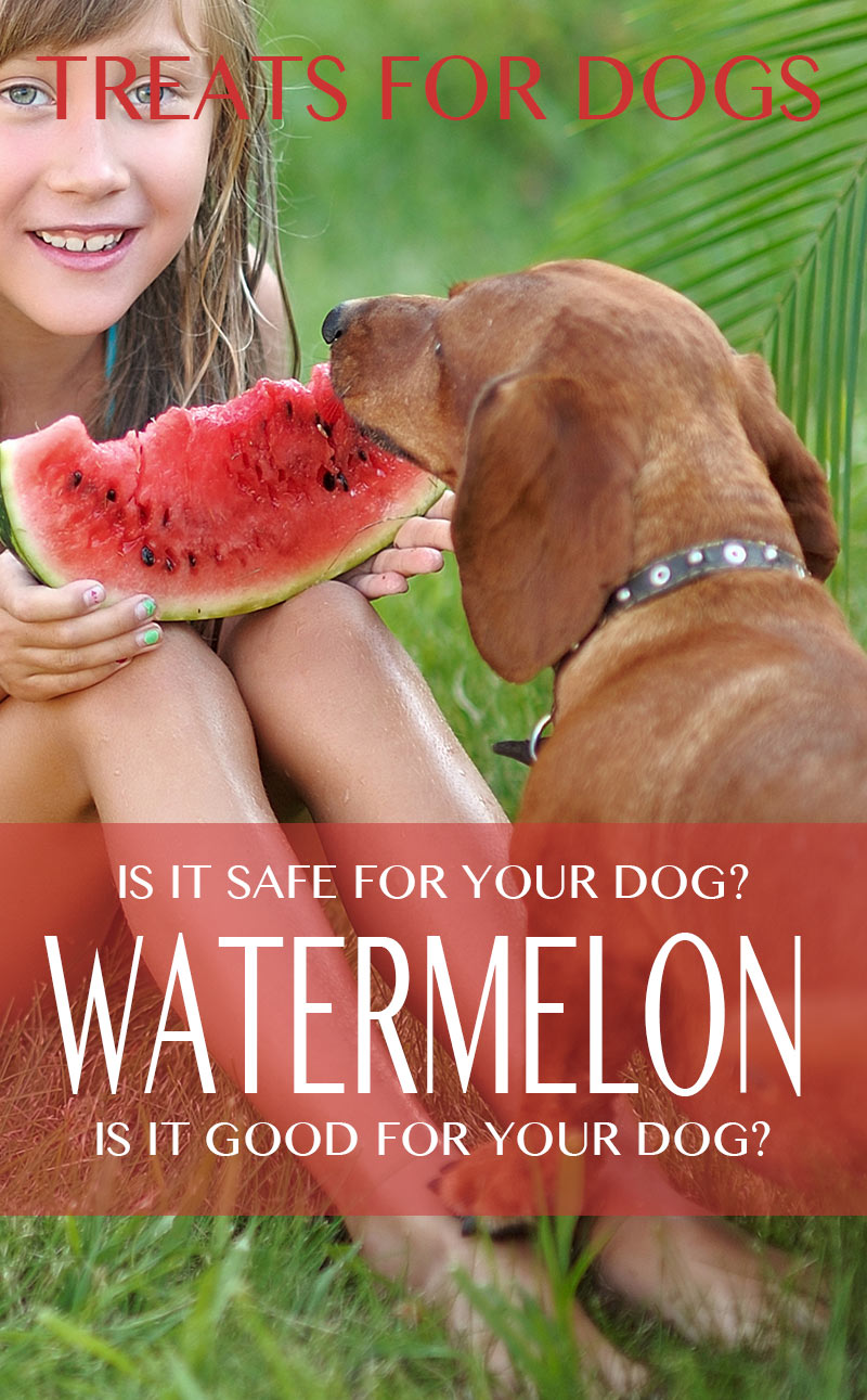 watermelon for dogs good or bad