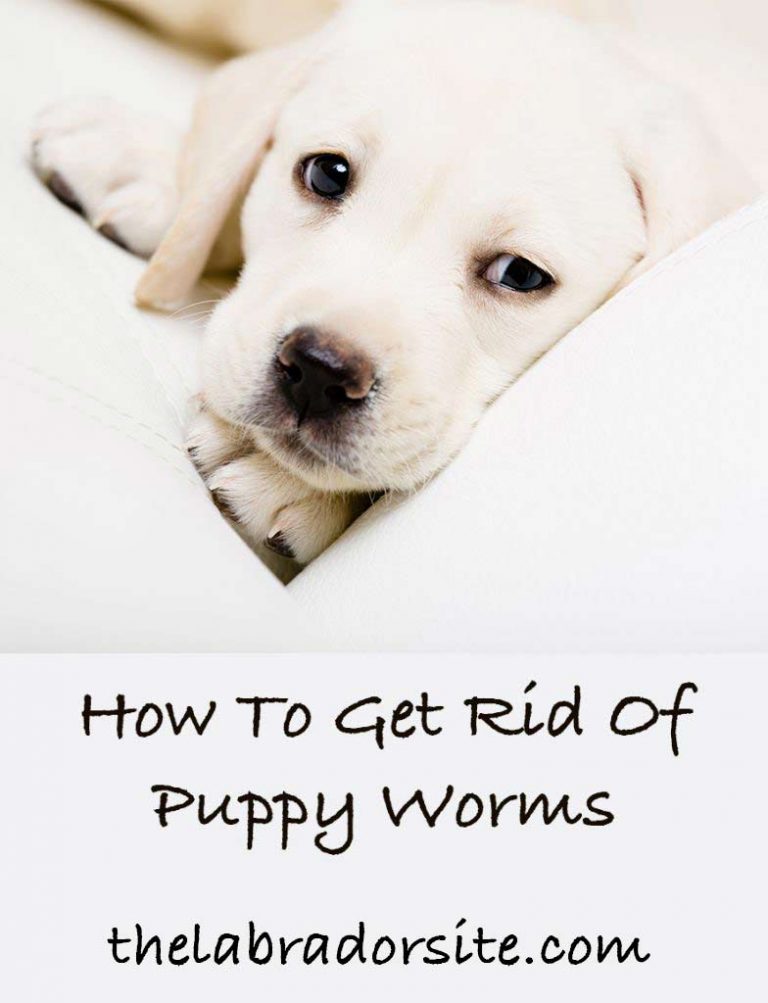 Puppy Worms - Symptoms and How to Get Rid of Worms in Puppies