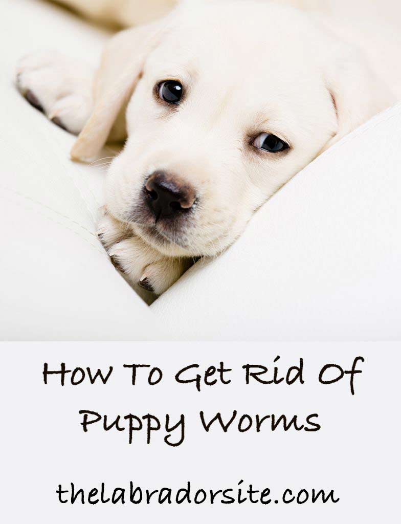 how to get rid of puppy worms
