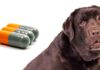 cephalexin for dogs