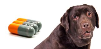 cephalexin for dogs