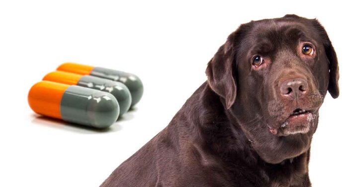 cephalexin for dogs