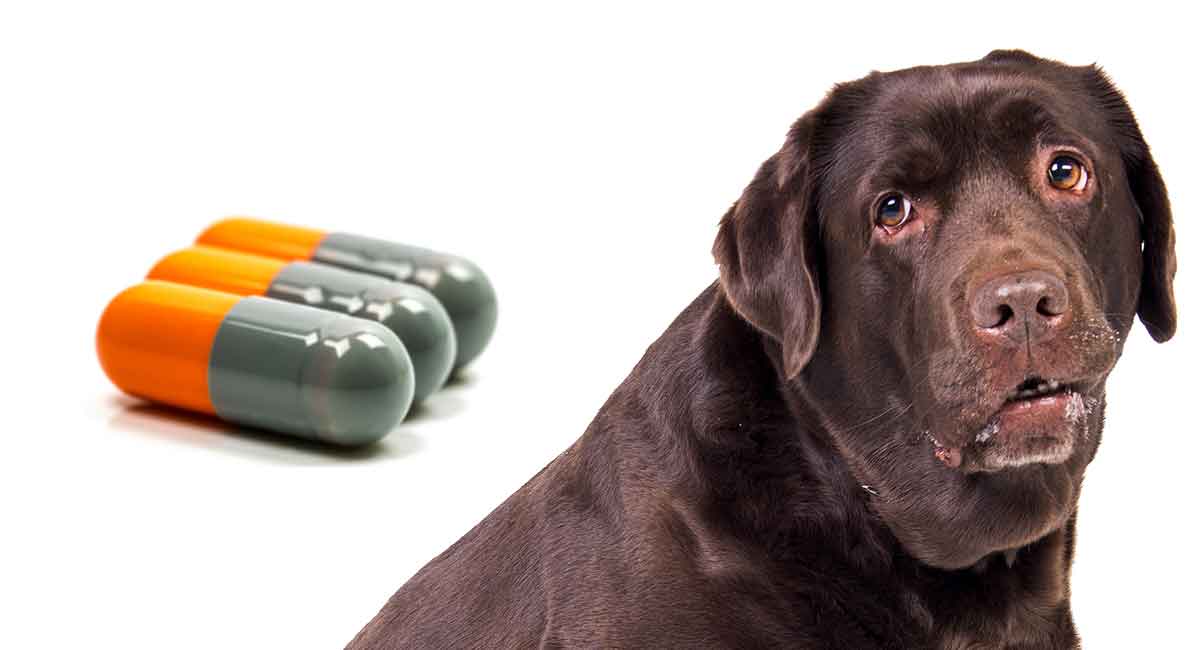 cephalexin side effects dogs appetite