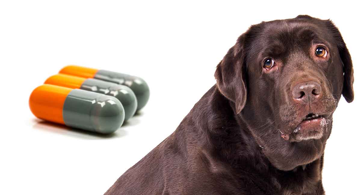 Cephalexin For Dogs How It Works Side Effects And Dosage Cephalexin For Dogs How It Works Side Effects And Dosage