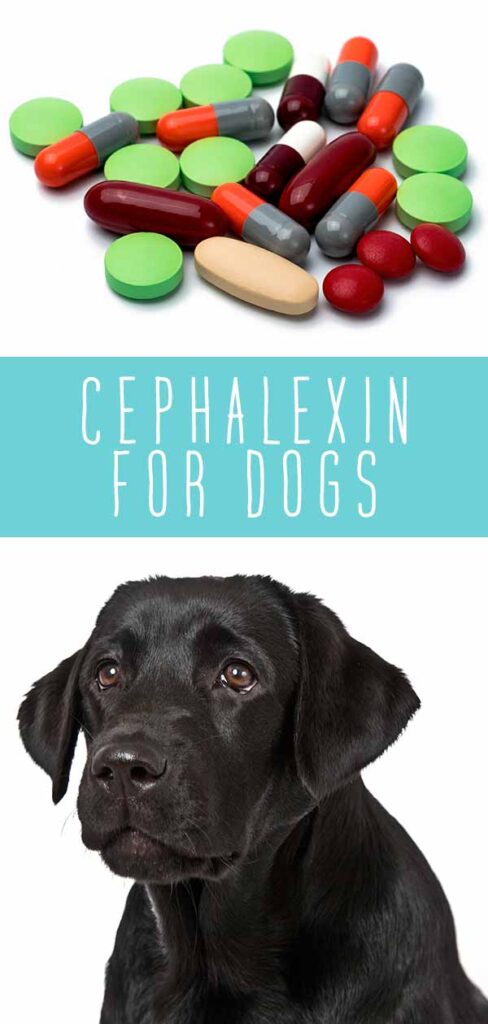 Cephalexin For Dogs - How It Works, Side Effects and Dosage