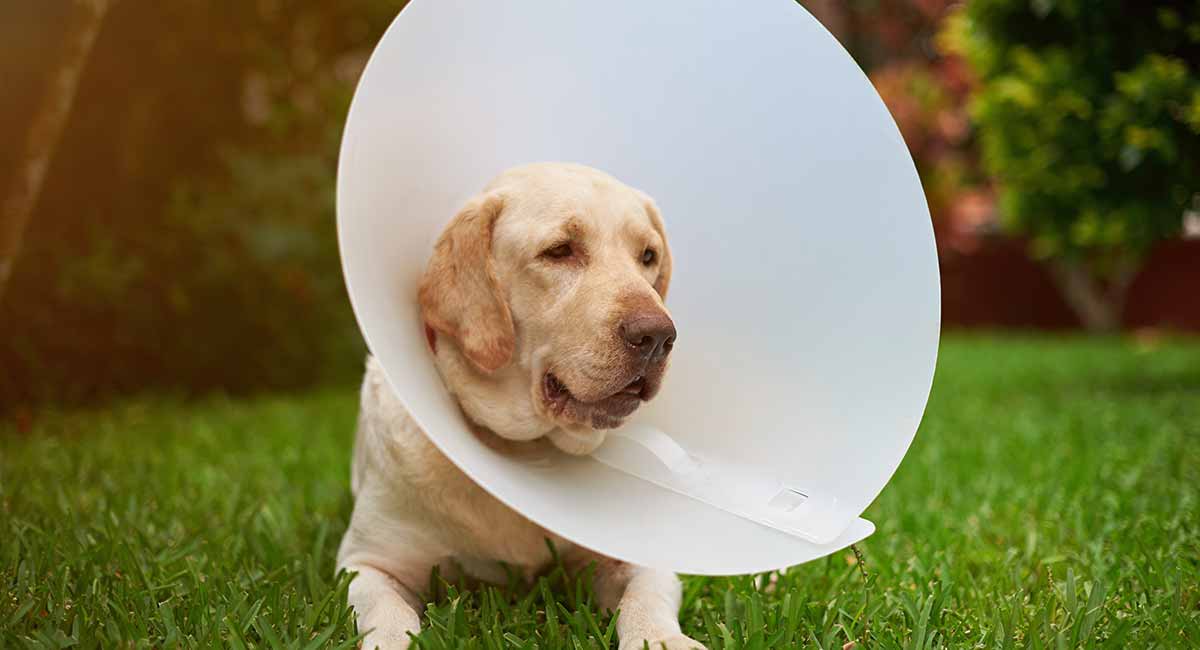 make a cone for a dog