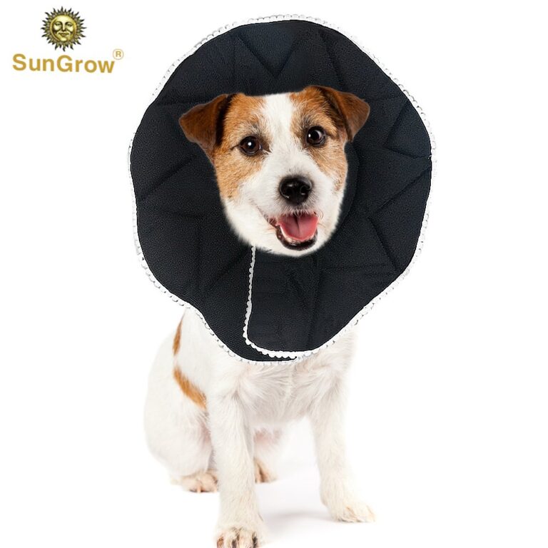 Dog Cone When To Use One and Which One To Choose