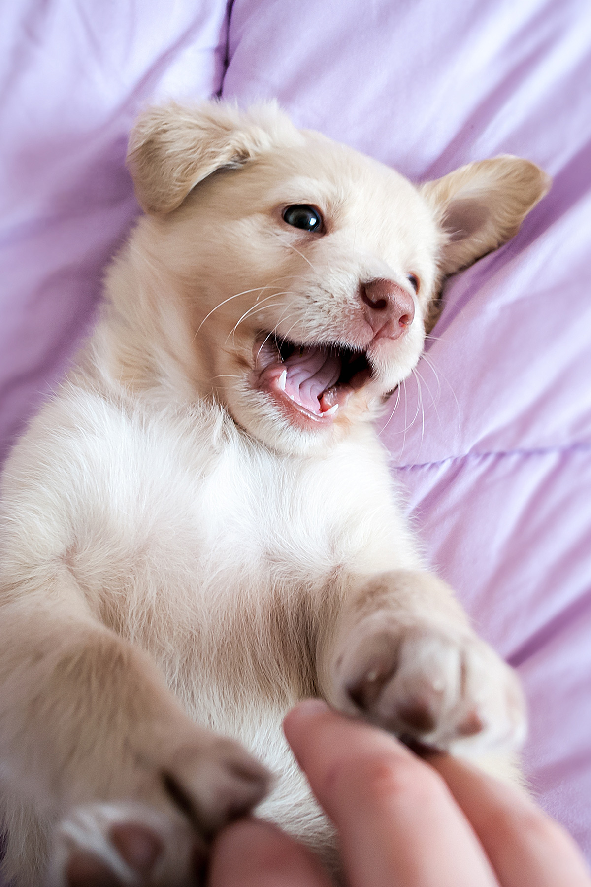 puppy playing too aggressive