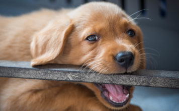 Do you have an aggressive puppy