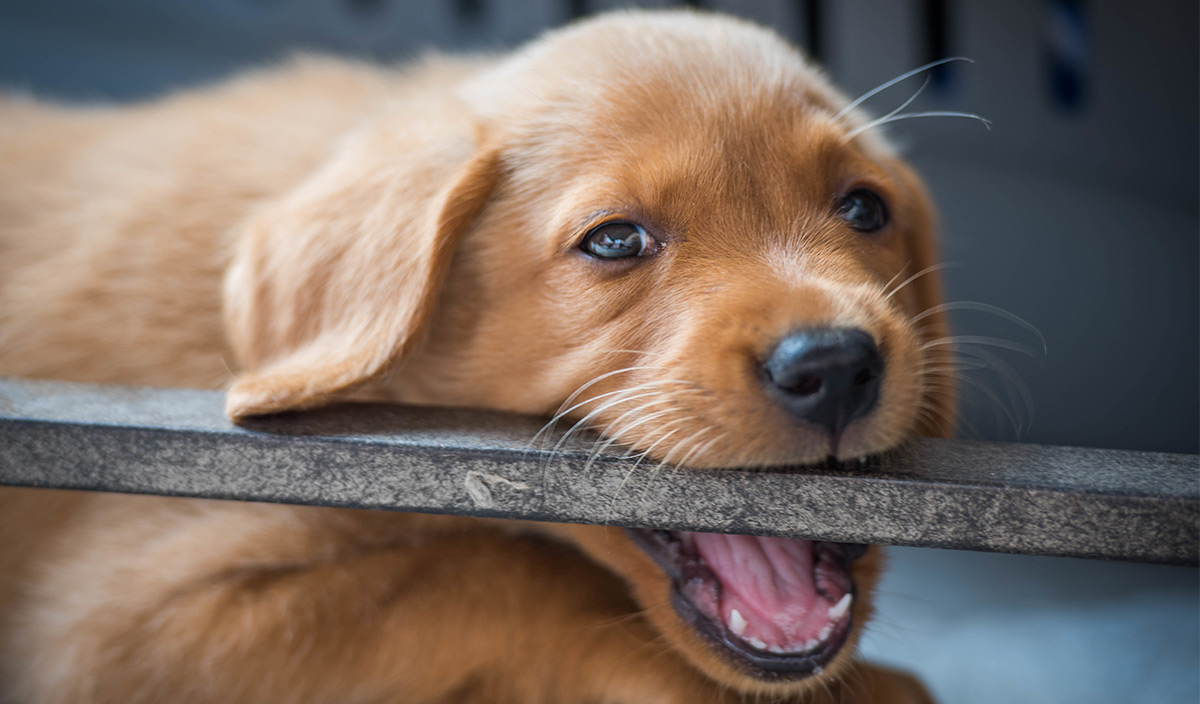 my dog growls at my new puppy