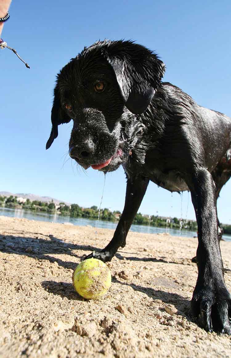 Loving and lovable, the black lab is always ready for a game!