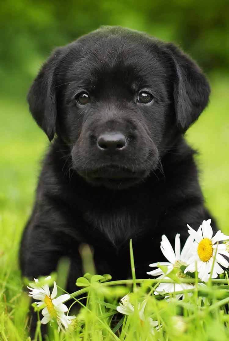 Attēlu rezultāti vaicājumam “black puppy”