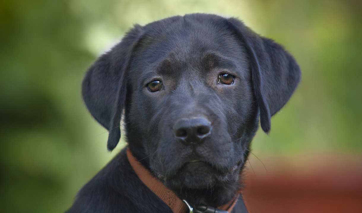 black labrador puppy