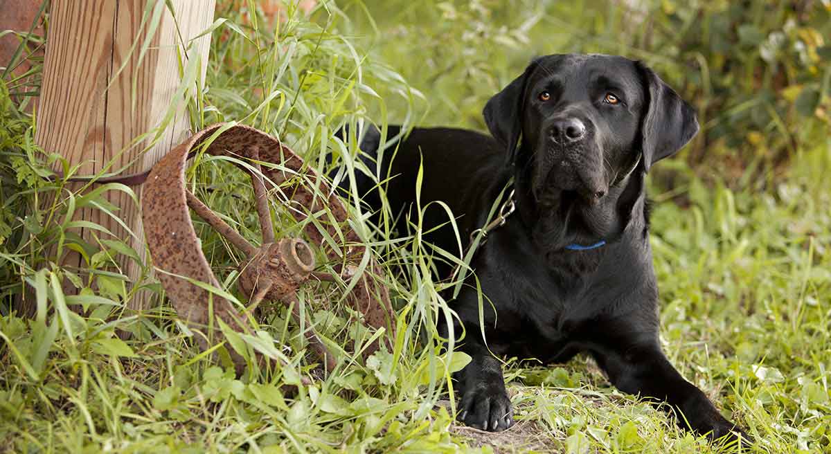 Beautiful black lab waiting for their master