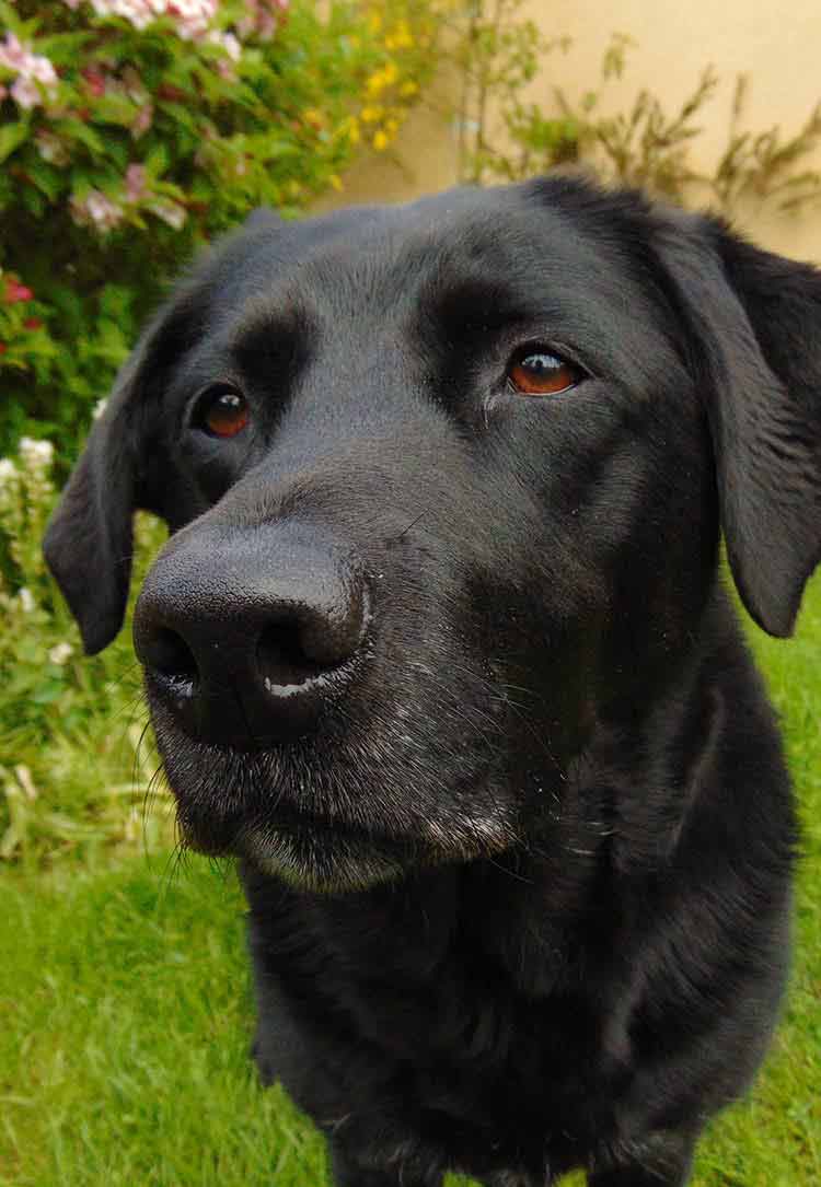 los laboratorios negros son perros amorosos y son grandes compañeros de caza