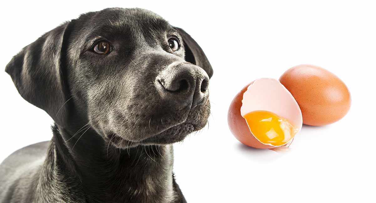 do eggs make a dog's coat shiny