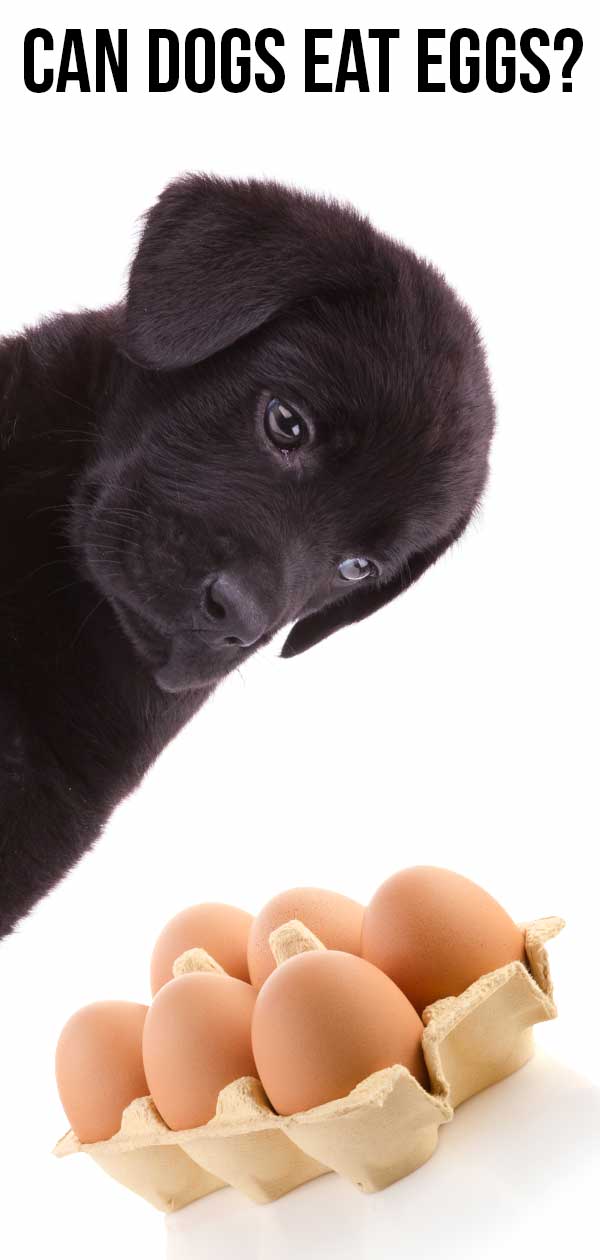 Can dogs eat eggs 