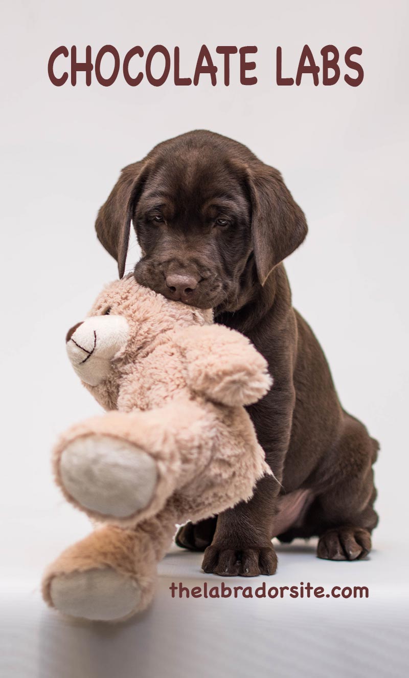 Chocolate lab with her teddy bear. Chocolate Labradors often love to carry soft toys around