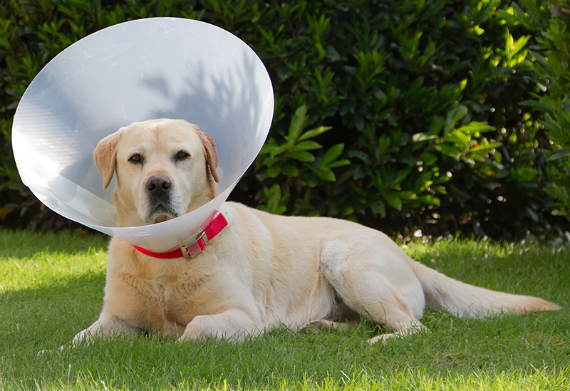 pet cones for dogs