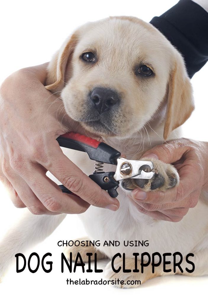 nail clippers for dogs with black nails