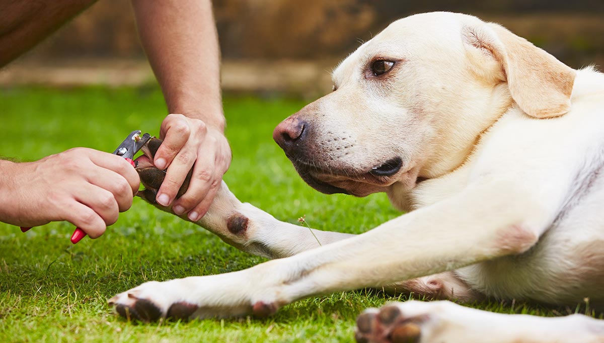 best home dog nail clippers