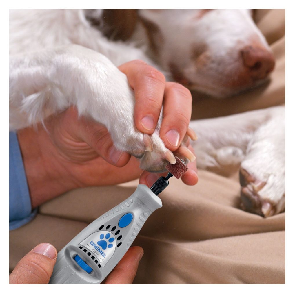 filing dogs nails