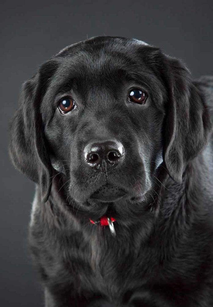 Black Lab A Complete Guide to the Black Labrador Retriever
