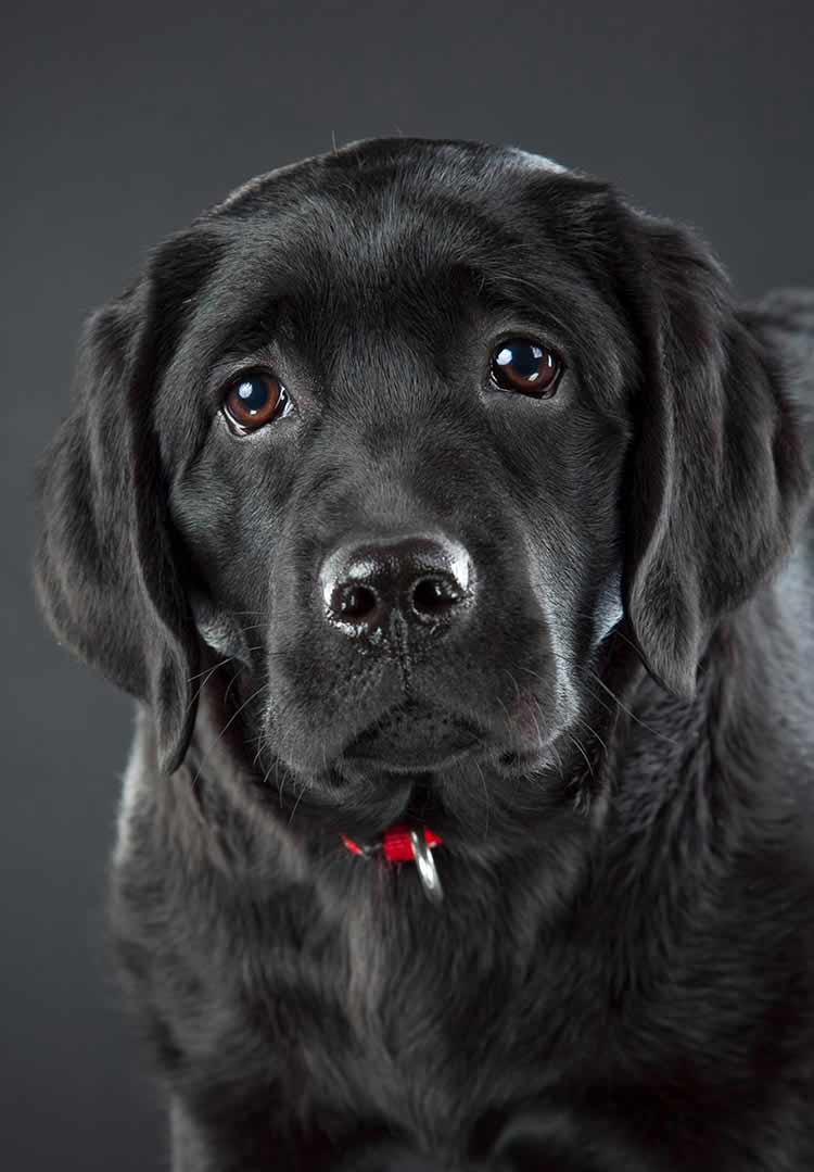 Black lab puppy 
