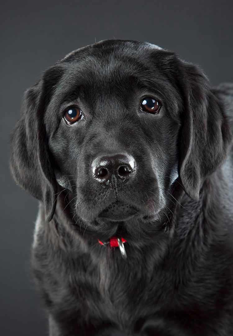 Chiot de laboratoire noir