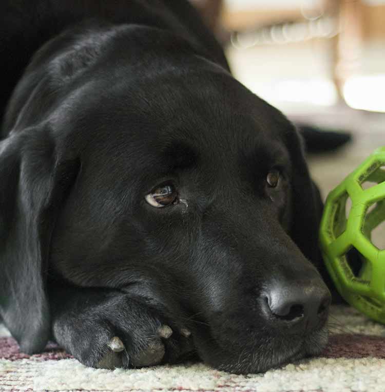 あなたの黒いラブラドールの犬を見つける一つの方法は、動物の救助避難所を介してです。 この記事の詳細をご覧ください