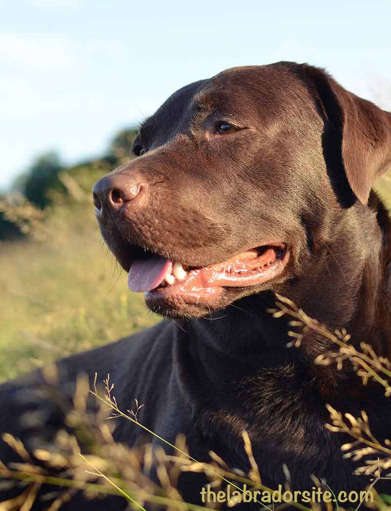 how to feed a Lab