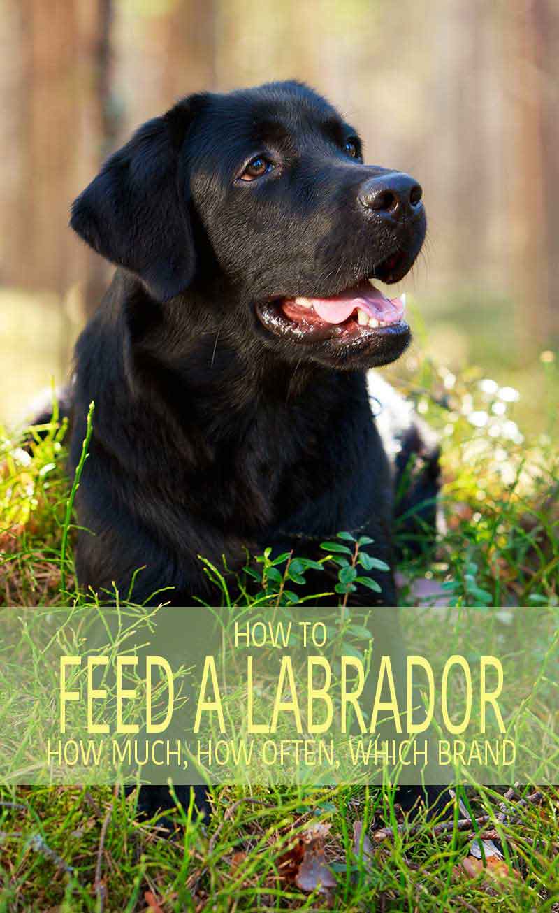 labrador feeding