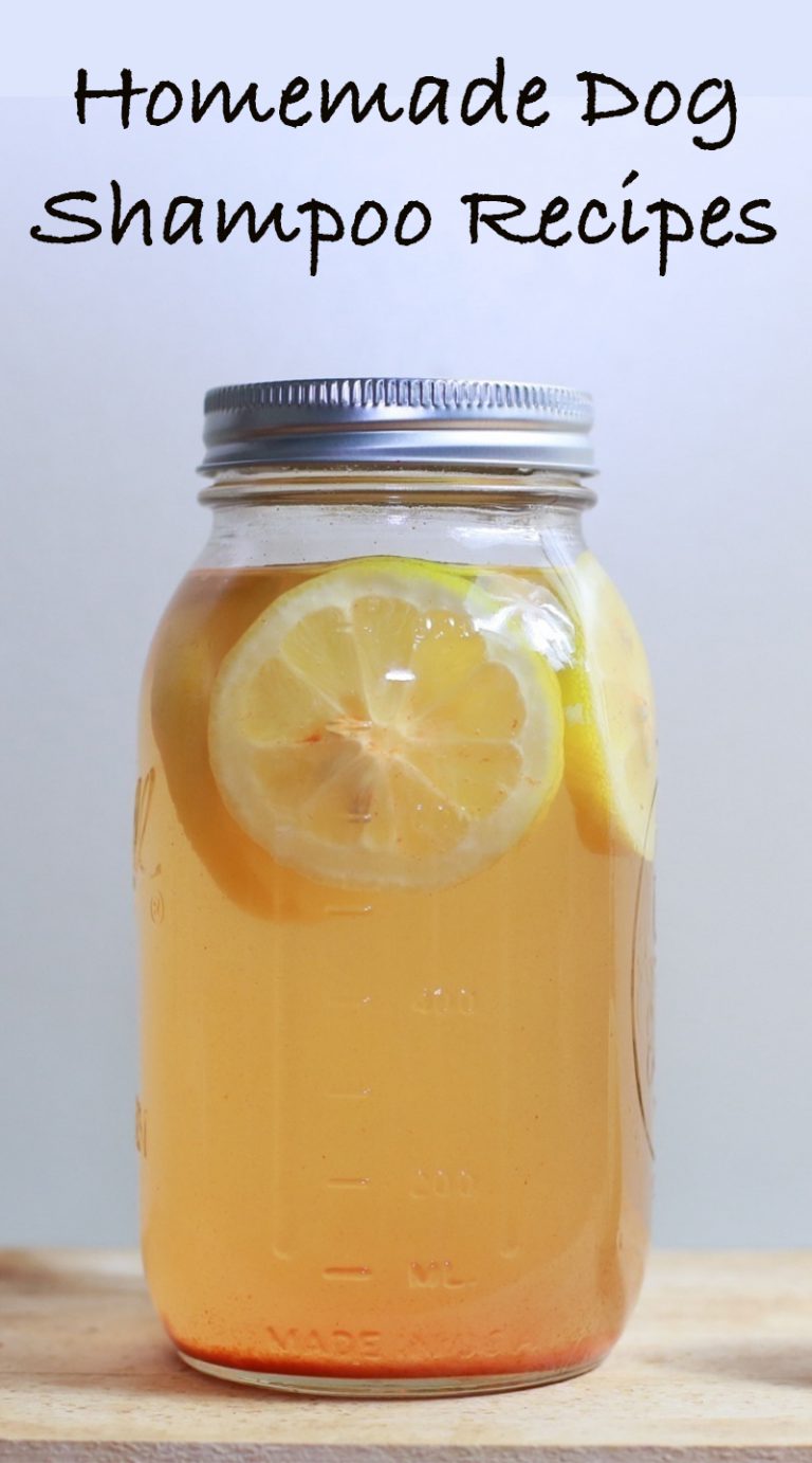 Homemade Dog Shampoo Recipes The Best DIY Shampoo For Dogs