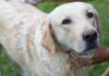 Homemade Dog Shampoo