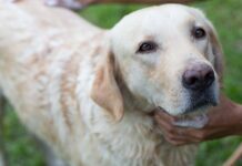 Homemade Dog Shampoo