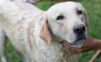 Homemade Dog Shampoo