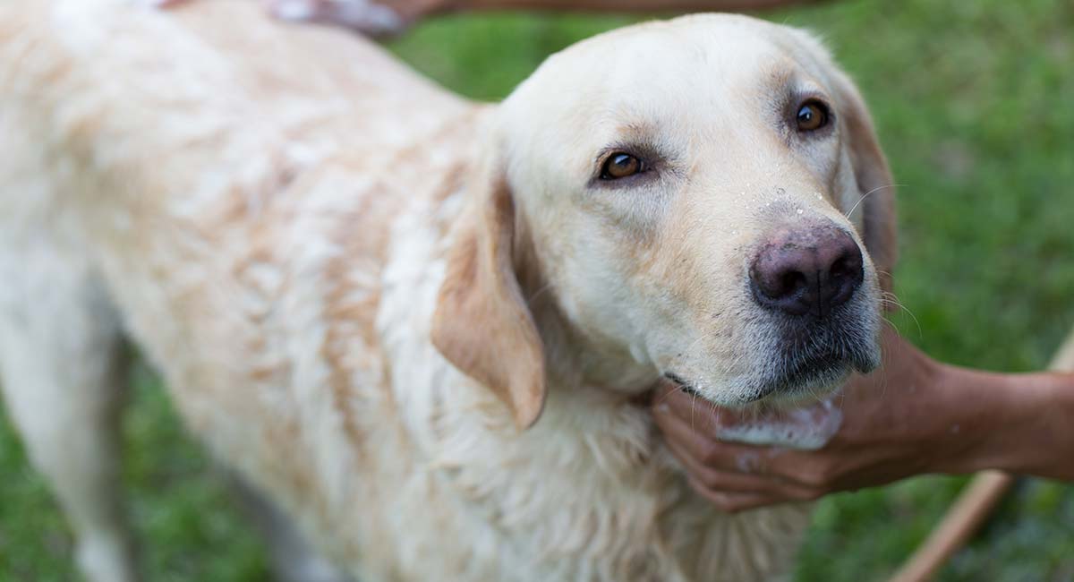 homemade dog shampoo for sensitive skin