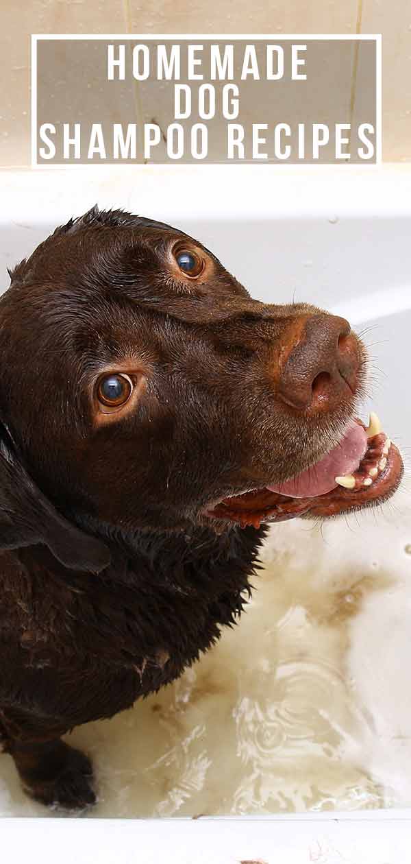 Download Homemade Dog Shampoo Recipes: The Best DIY Shampoo For Dogs