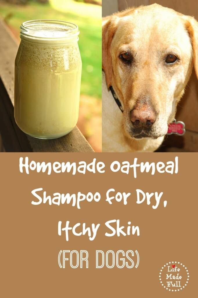 homemade dog shampoo