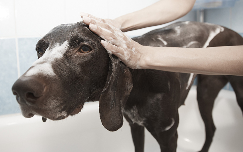 Homemade Dog Shampoo