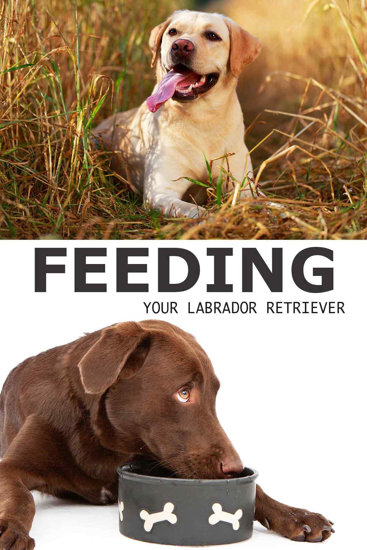 feeding your labrador