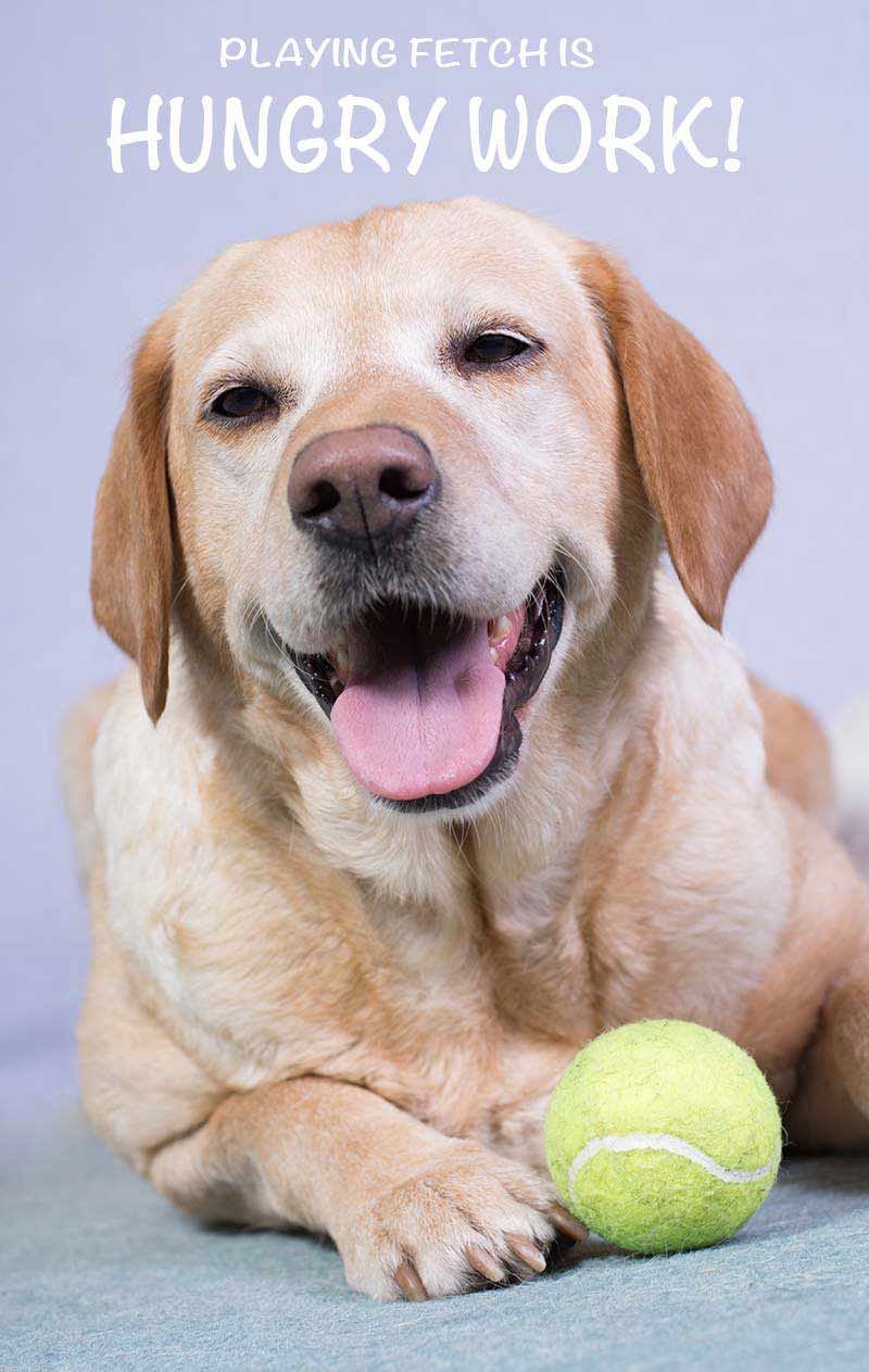 how to feed a Labrador