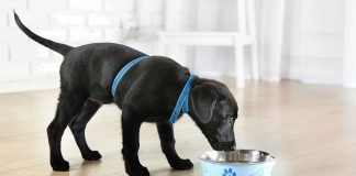 hypoallergenic food for dogs