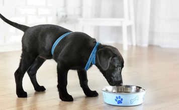 hypoallergenic food for dogs