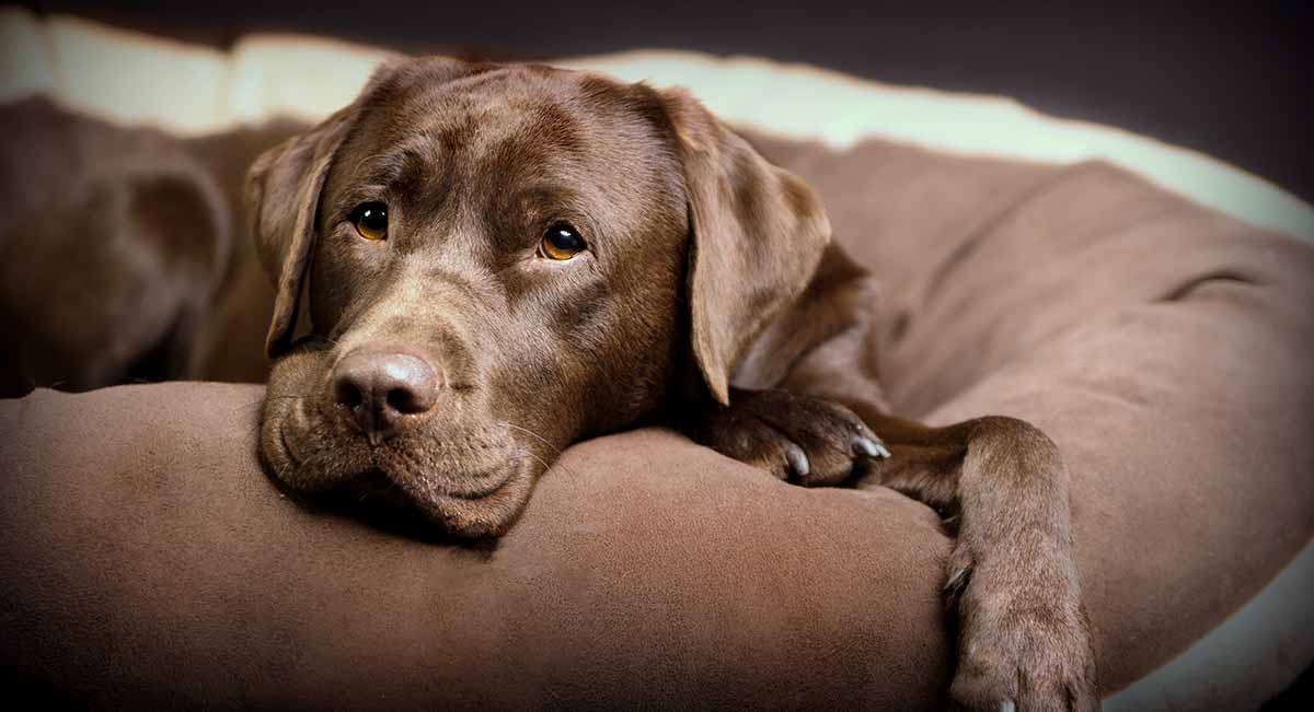 Labrador Age Size Chart