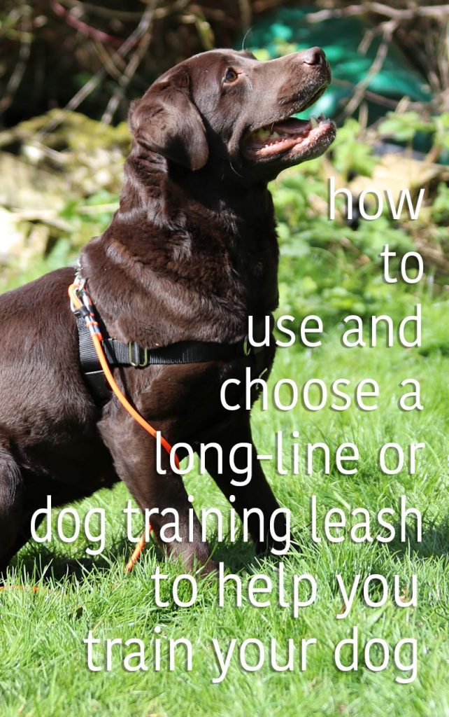 Using a long line is a great way to help with your dog training. Get our long-line tips from a professional dog trainer