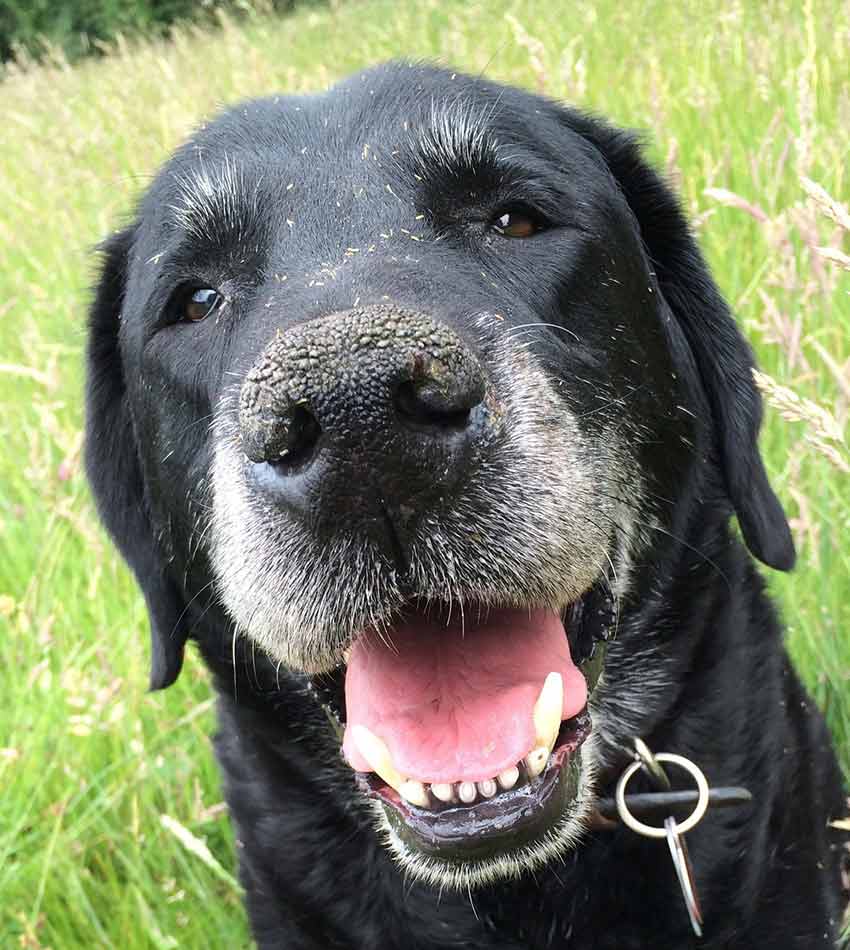 chocolate lab white chest